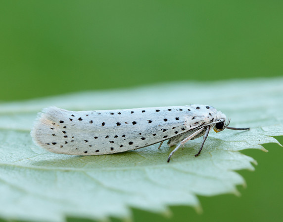 16.001 BF424 Bird-cherry Ermine Yponomeuta evonymella