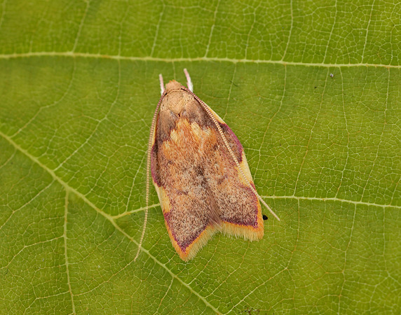 31.001 BF658 Carcina quercana