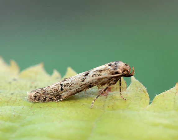 41.002 BF873 Blastobasis adustella