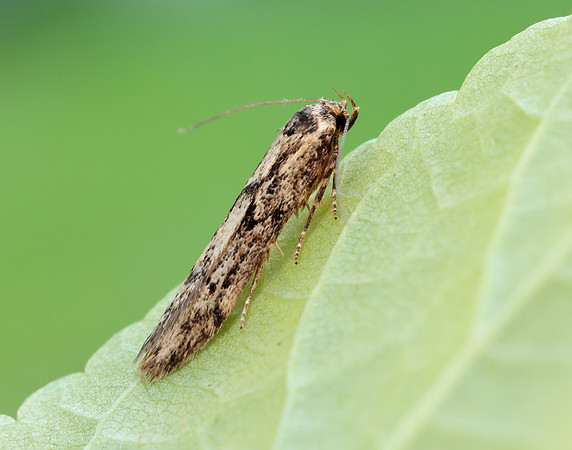 41.002 BF873 Blastobasis adustella