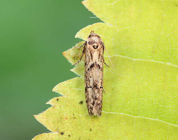 41.002 BF873 Blastobasis adustella