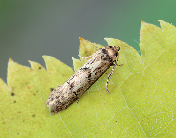 41.002 BF873 Blastobasis adustella