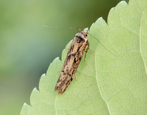 41.002 BF873 Blastobasis adustella