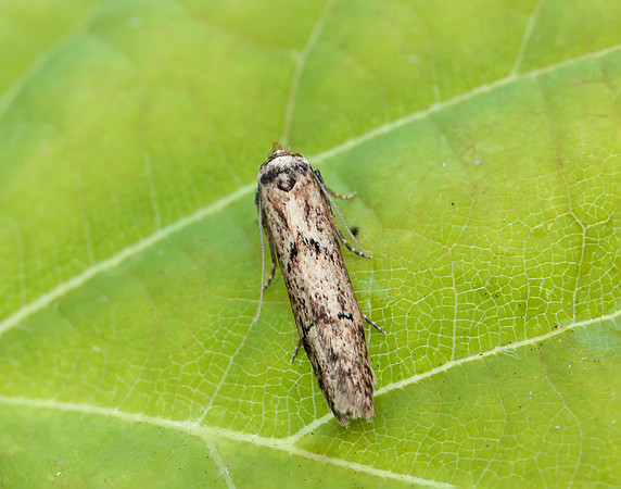41.002 BF873 Blastobasis adustella