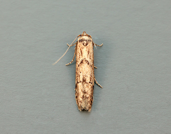 41.002 BF873 Blastobasis adustella
