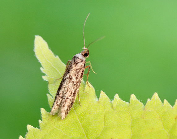 41.002 BF873 Blastobasis adustella