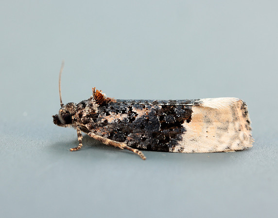 49.150 BF1093 Apotomis betuletana