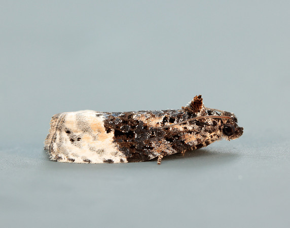 49.150 BF1093 Apotomis betuletana