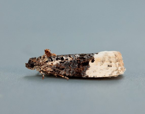 49.150 BF1093 Apotomis betuletana