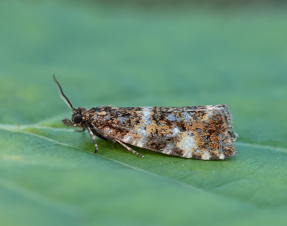 49.173 BF1075 Phiaris micana