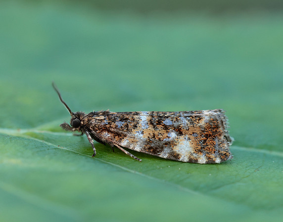 49.173 BF1075 Phiaris micana