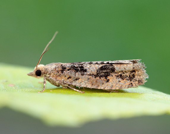 49.231 BF1155 Epinotia brunnichana
