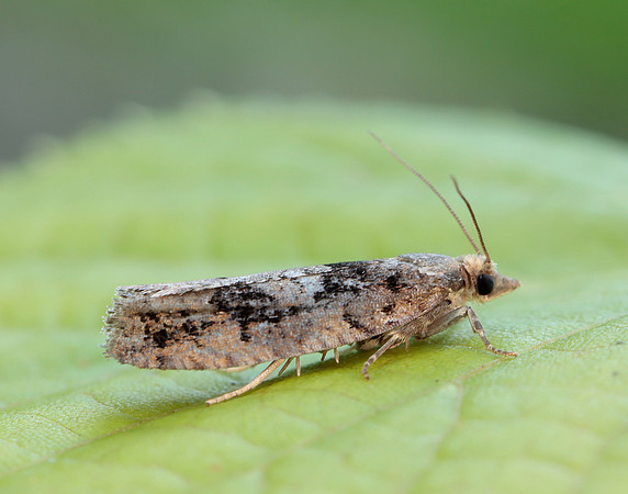 49.231 BF1155 Epinotia brunnichana