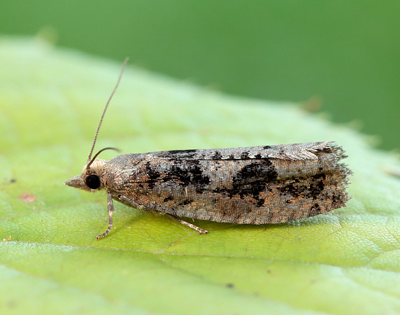 49.231 BF1155 Epinotia brunnichana