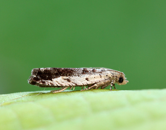 49.249 BF1134 Epinotia ramella