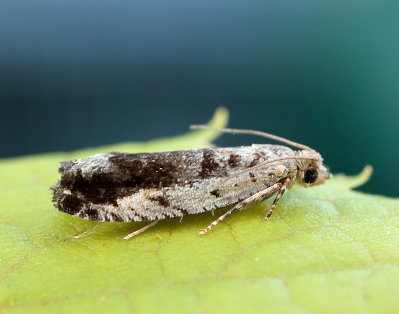 49.249 BF1134 Epinotia ramella