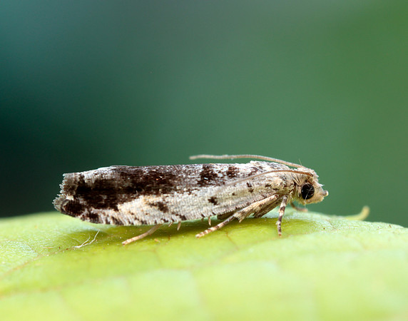 49.249 BF1134 Epinotia ramella