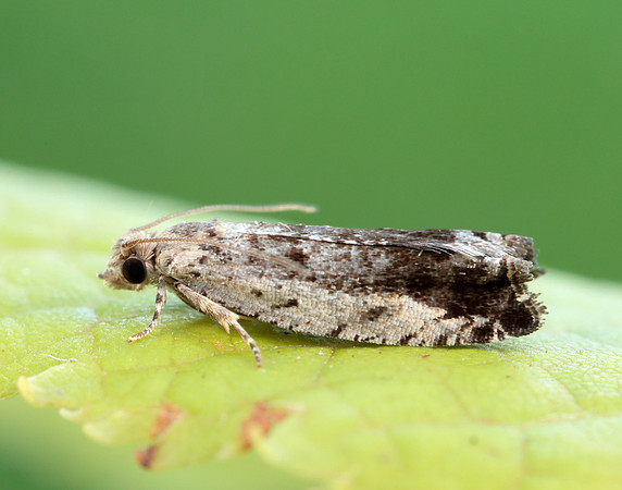 49.249 BF1134 Epinotia ramella