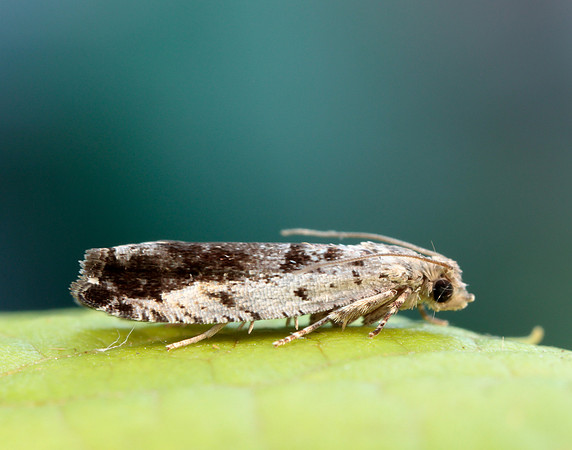 49.249 BF1134 Epinotia ramella