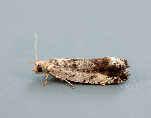 49.249 BF1134 Epinotia ramella