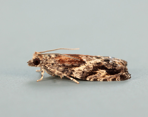 49.255 BF1138 Epinotia nisella