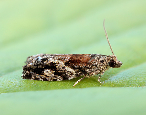 49.255 BF1138 Epinotia nisella