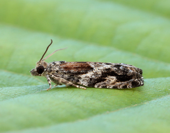 49.255 BF1138 Epinotia nisella