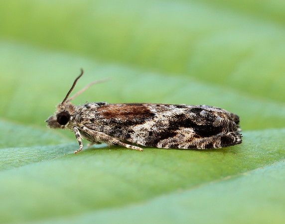49.255 BF1138 Epinotia nisella