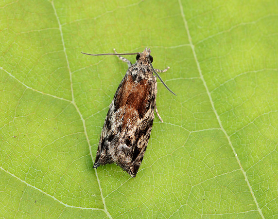 49.255 BF1138 Epinotia nisella