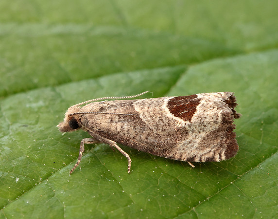 49.294 BF1175 Bramble Shoot Moth Notocelia uddmanniana