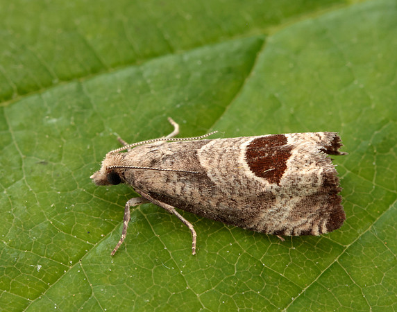 49.294 BF1175 Bramble Shoot Moth Notocelia uddmanniana