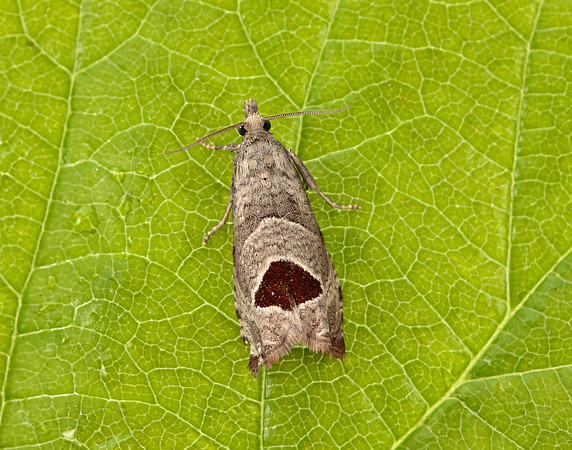 49.294 BF1175 Bramble Shoot Moth Notocelia uddmanniana