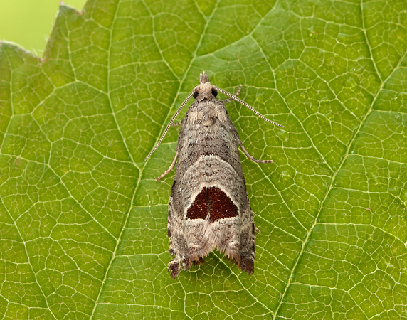 49.294 BF1175 Bramble Shoot Moth Notocelia uddmanniana
