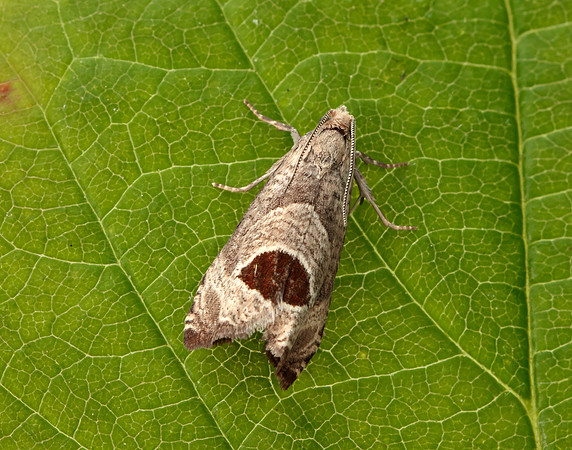 49.294 BF1175 Bramble Shoot Moth Notocelia uddmanniana