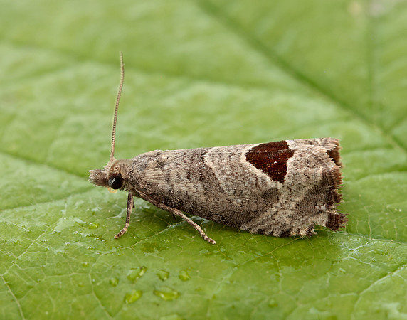 49.294 BF1175 Bramble Shoot Moth Notocelia uddmanniana