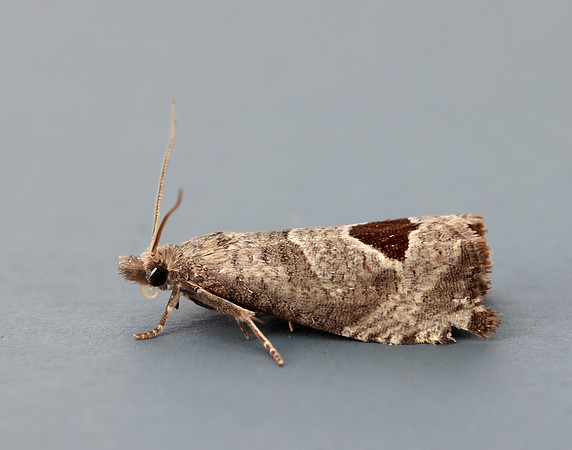 49.294 BF1175 Bramble Shoot Moth Notocelia uddmanniana