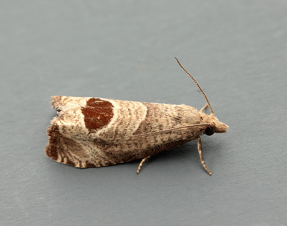49.294 BF1175 Bramble Shoot Moth Notocelia uddmanniana