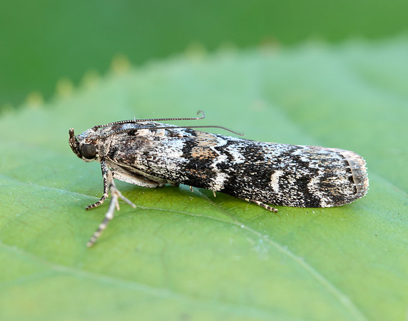 62.028 BF1454 Dioryctria abietella