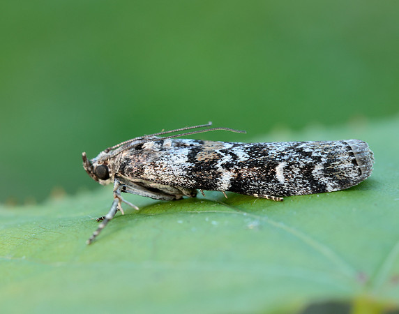 62.028 BF1454 Dioryctria abietella