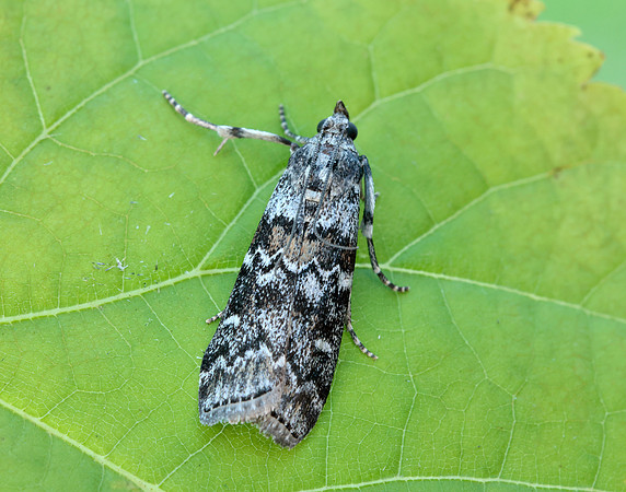 62.028 BF1454 Dioryctria abietella