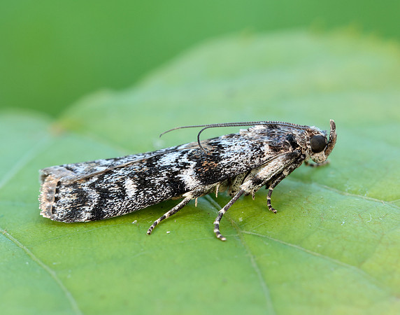 62.028 BF1454 Dioryctria abietella