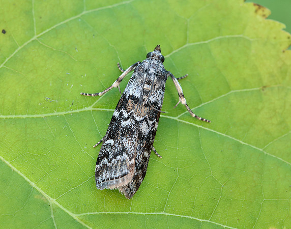 62.028 BF1454 Dioryctria abietella