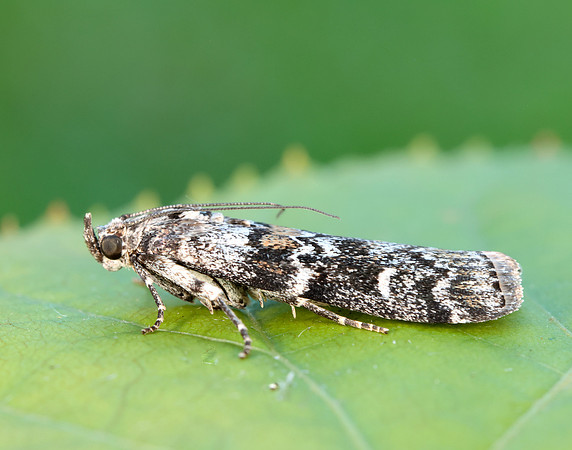 62.028 BF1454 Dioryctria abietella