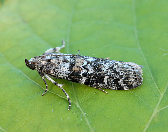 62.028 BF1454 Dioryctria abietella