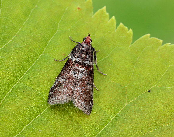 62.035 BF1439 Acrobasis advenella