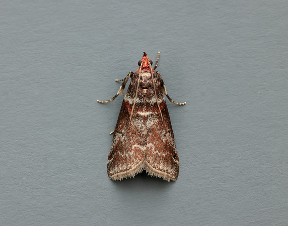 62.035 BF1439 Acrobasis advenella