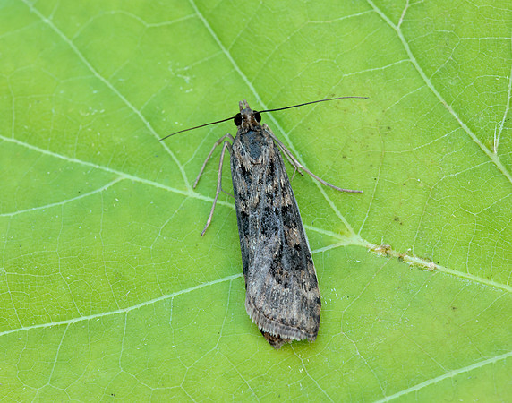 63.052 BF1398 Rush Veneer Nomophila noctuella