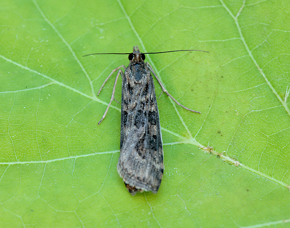 63.052 BF1398 Rush Veneer Nomophila noctuella