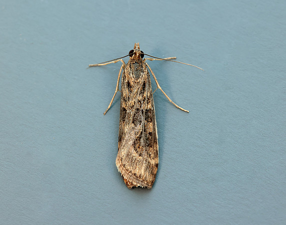 63.052 BF1398 Rush Veneer Nomophila noctuella