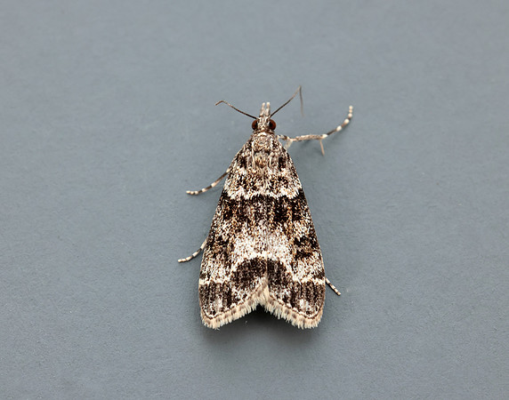 63.067 BF1338 Eudonia lacustrata
